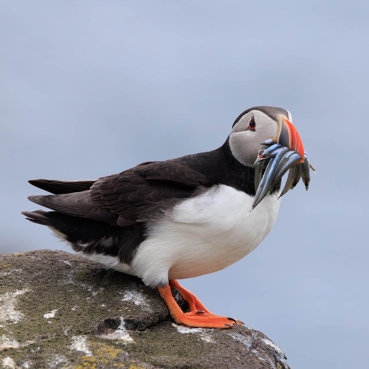 Atlantic Puffin