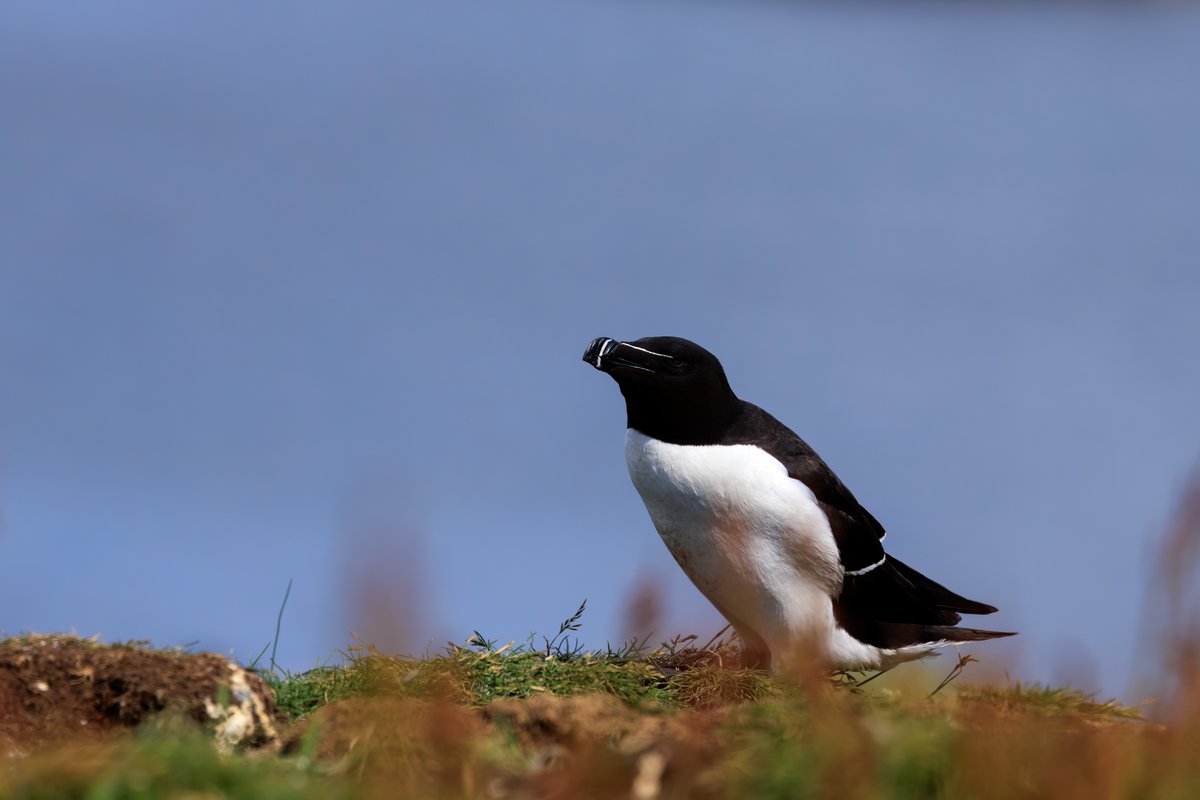 Razorbill