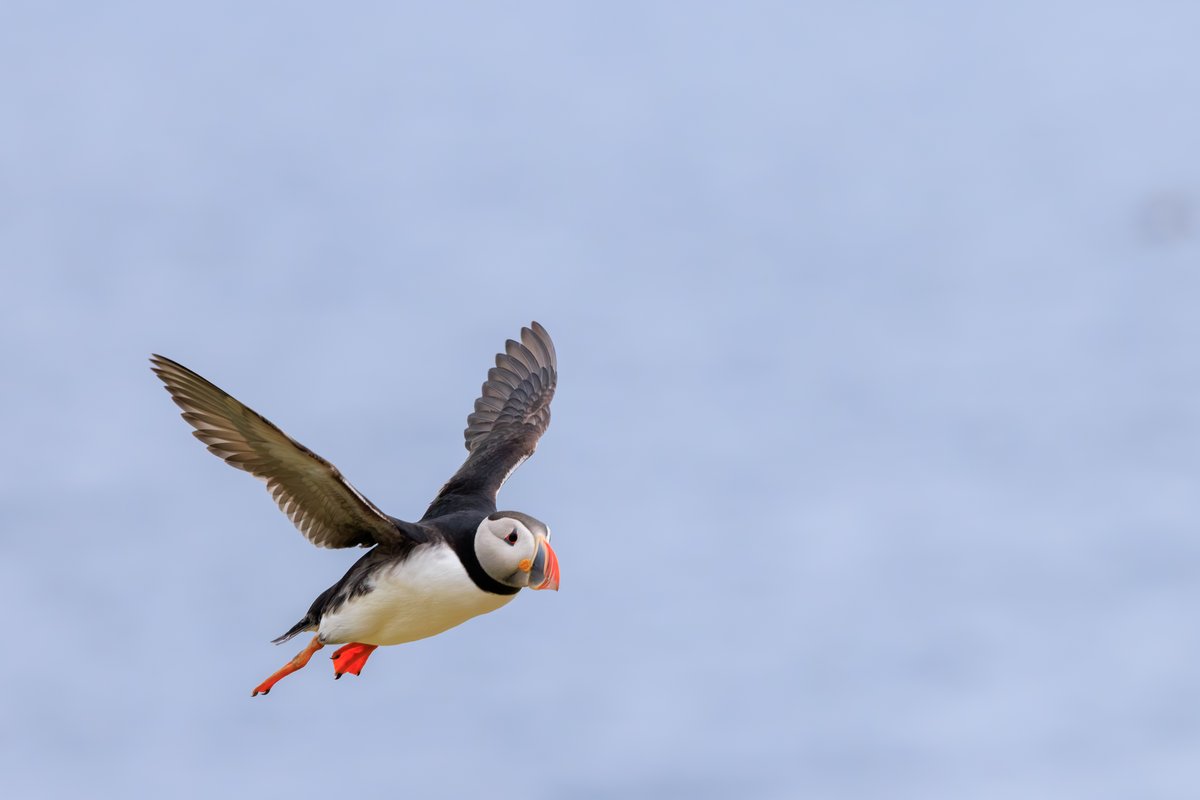 Atlantic Puffin