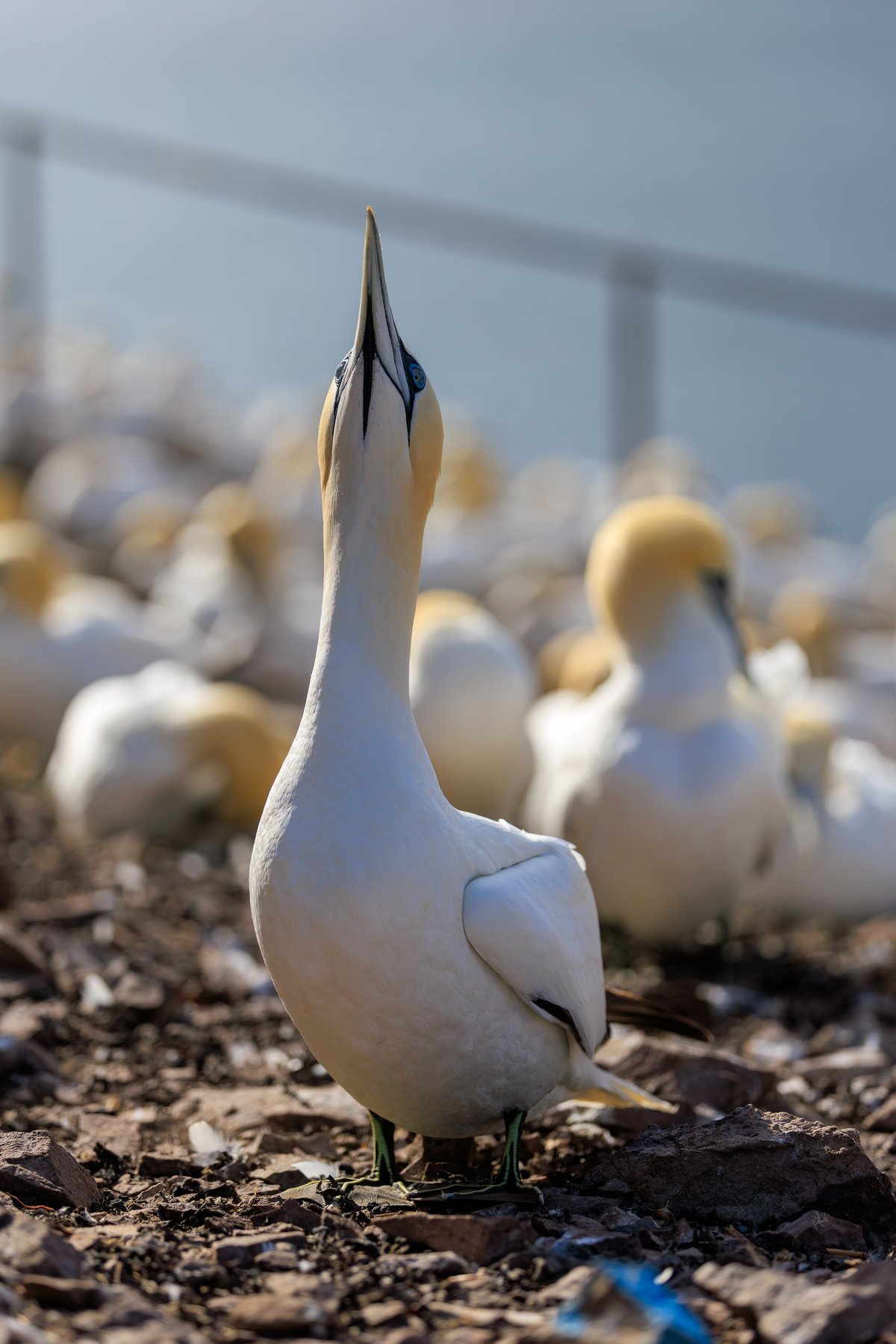 Northern Gannet