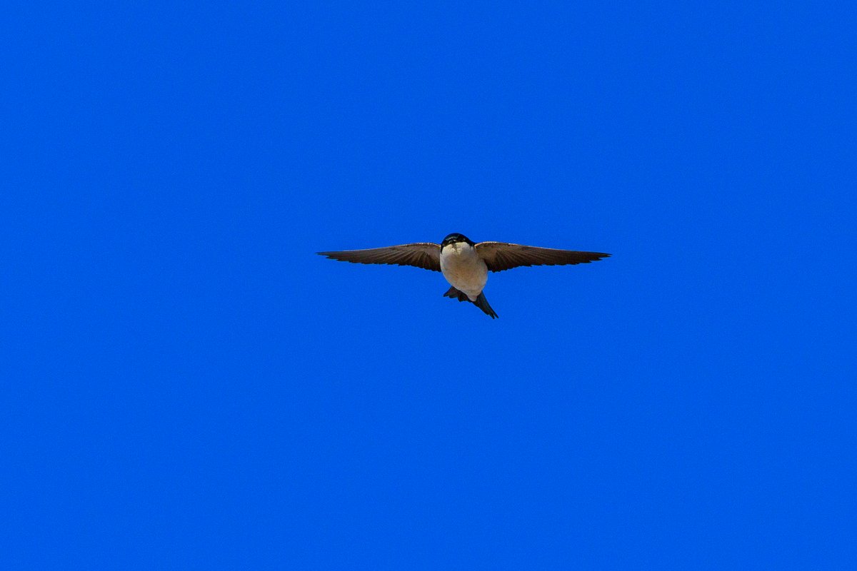 Common House Martin
