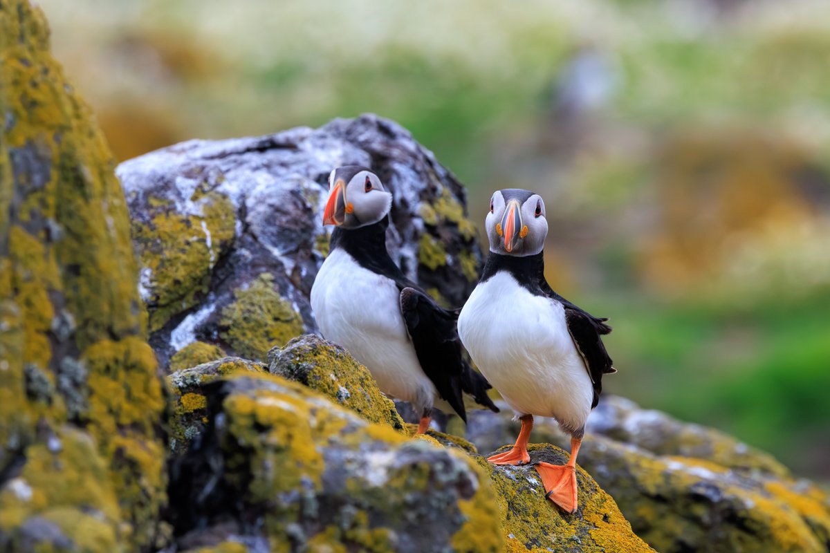 Atlantic Puffin
