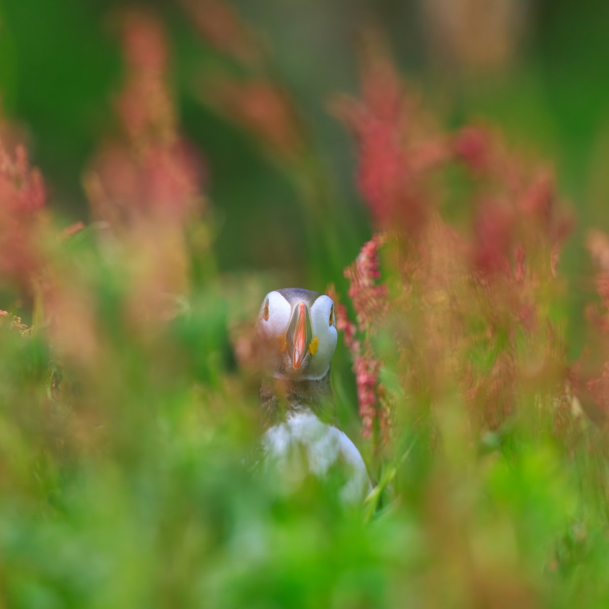 Atlantic Puffin