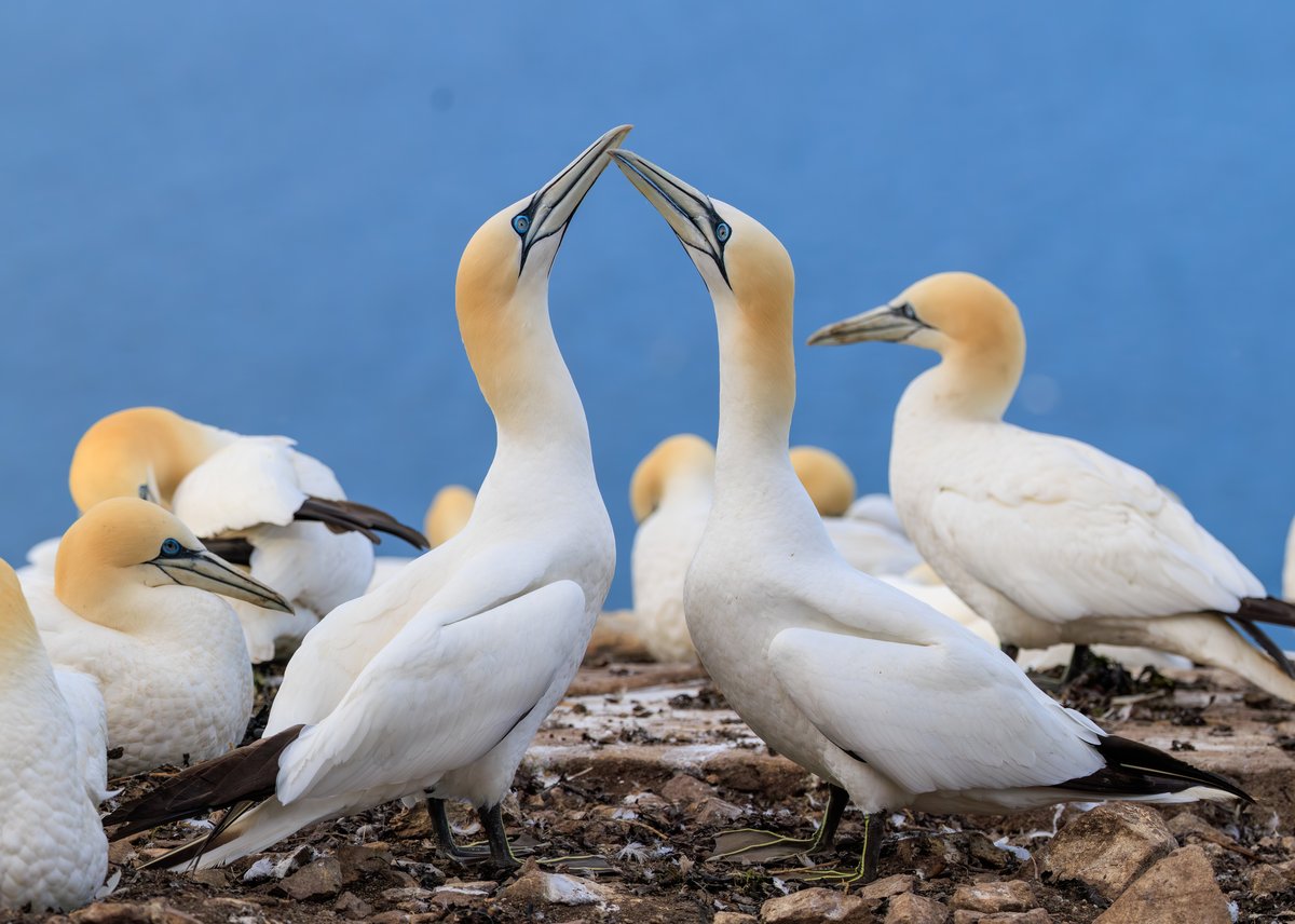Northern Gannet