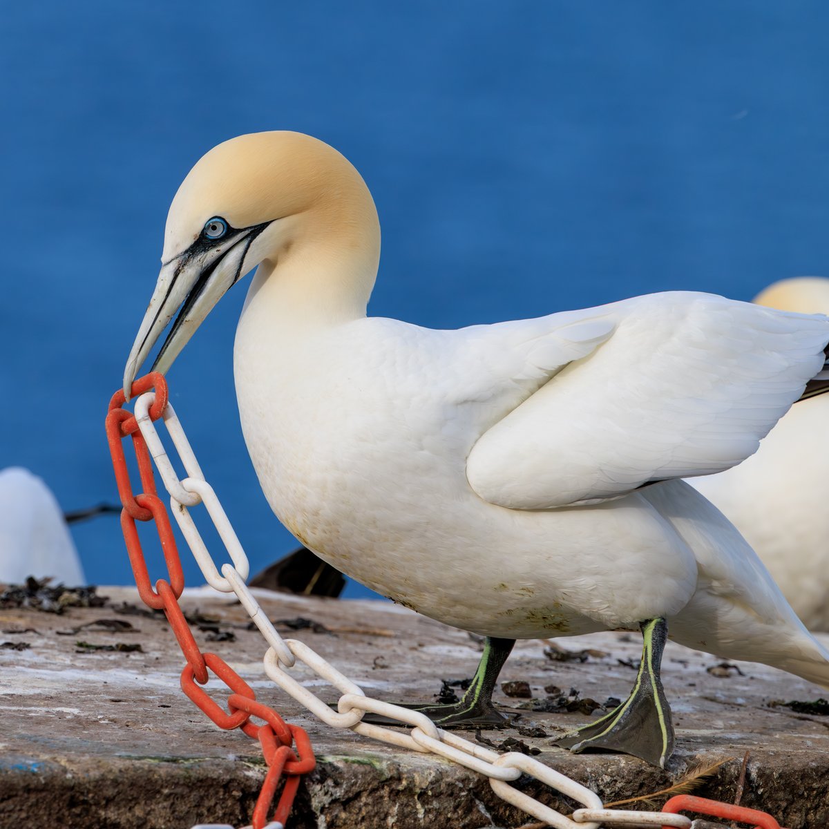 Northern Gannet