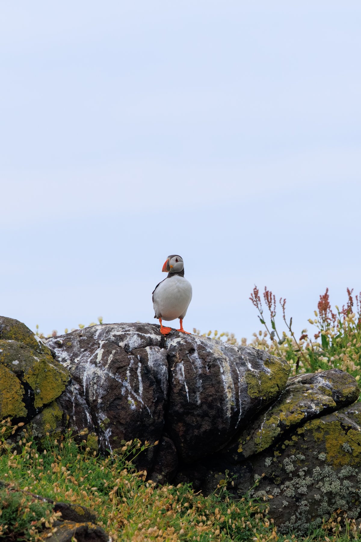 Atlantic Puffin