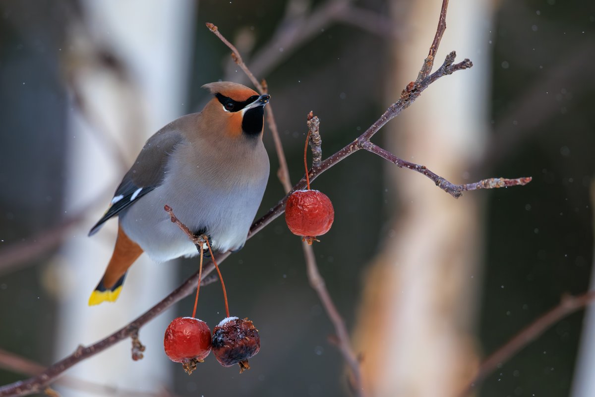 Bohemian Waxwing