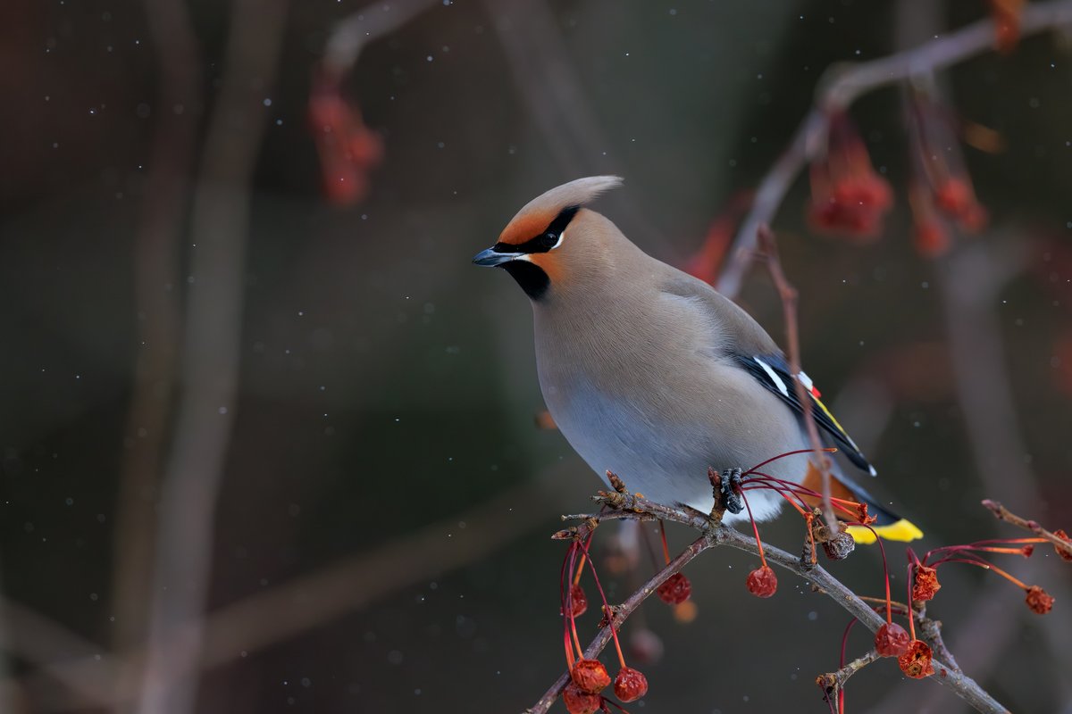 Bohemian Waxwing