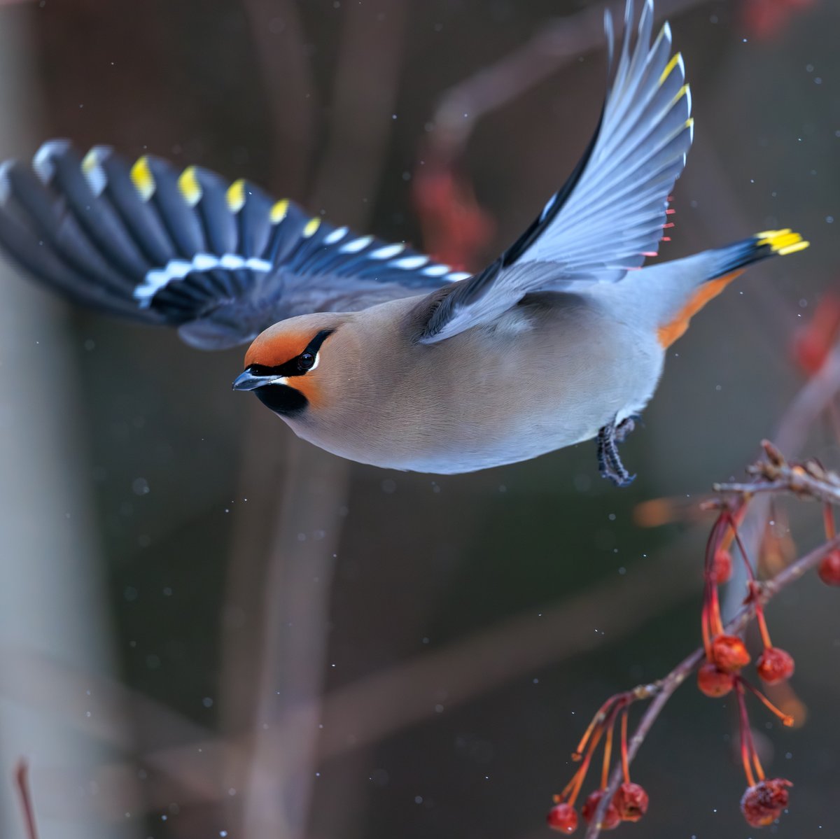 Bohemian Waxwing