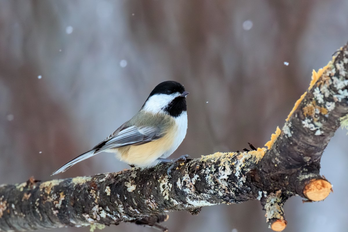 Black-capped Chickadee