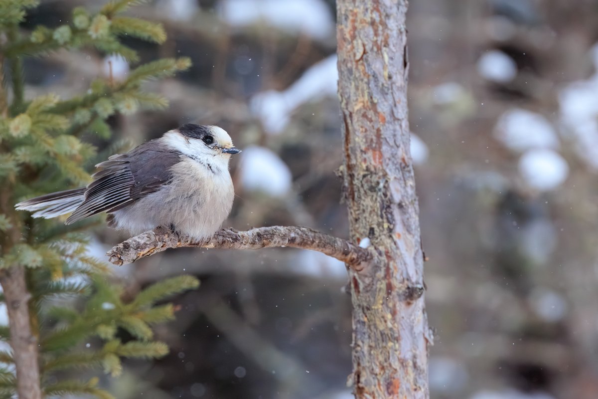Canada Jay