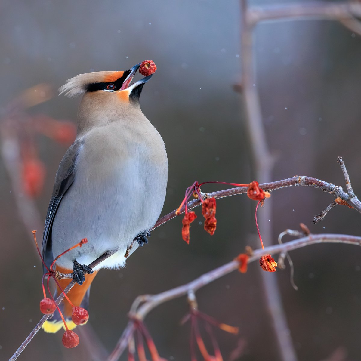 Bohemian Waxwing