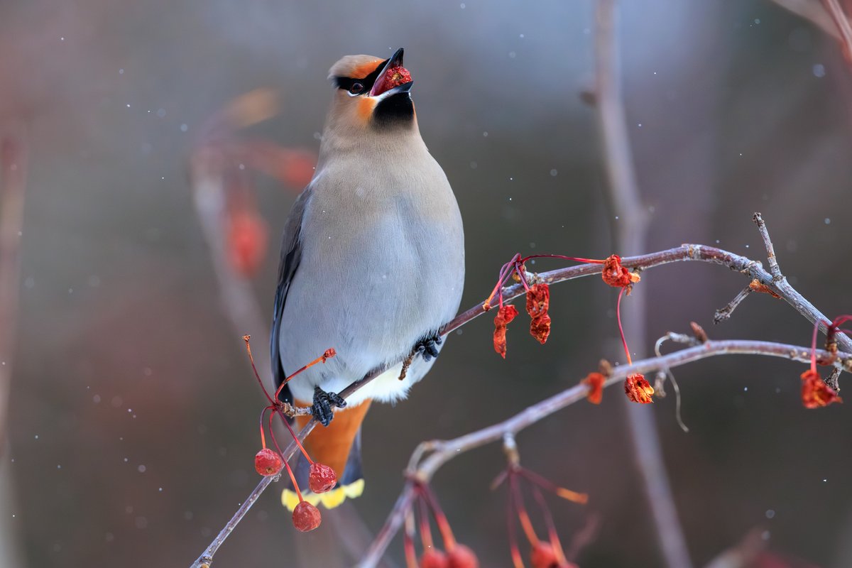 Bohemian Waxwing