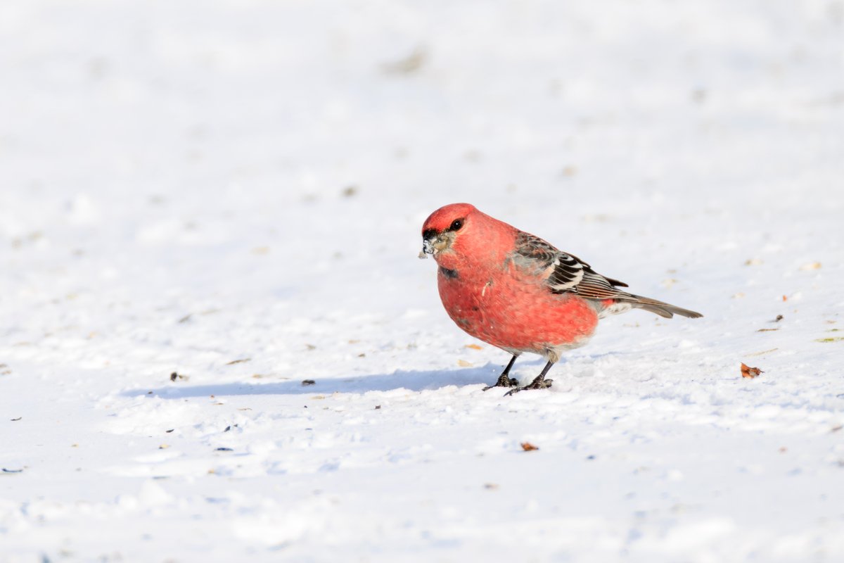 Pine Grosbeak