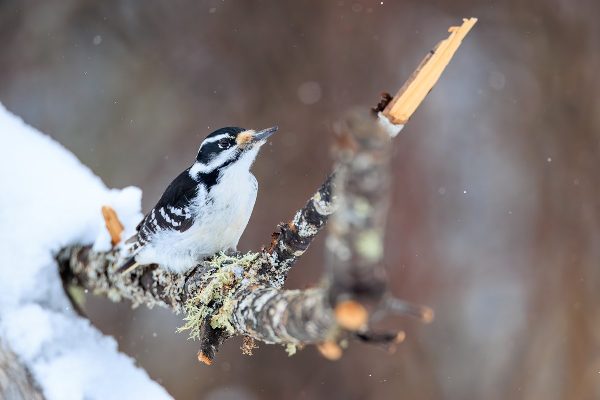 Downy Woodpecker
