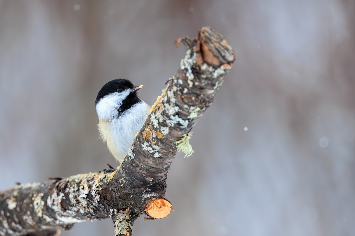 Black-capped Chickadee