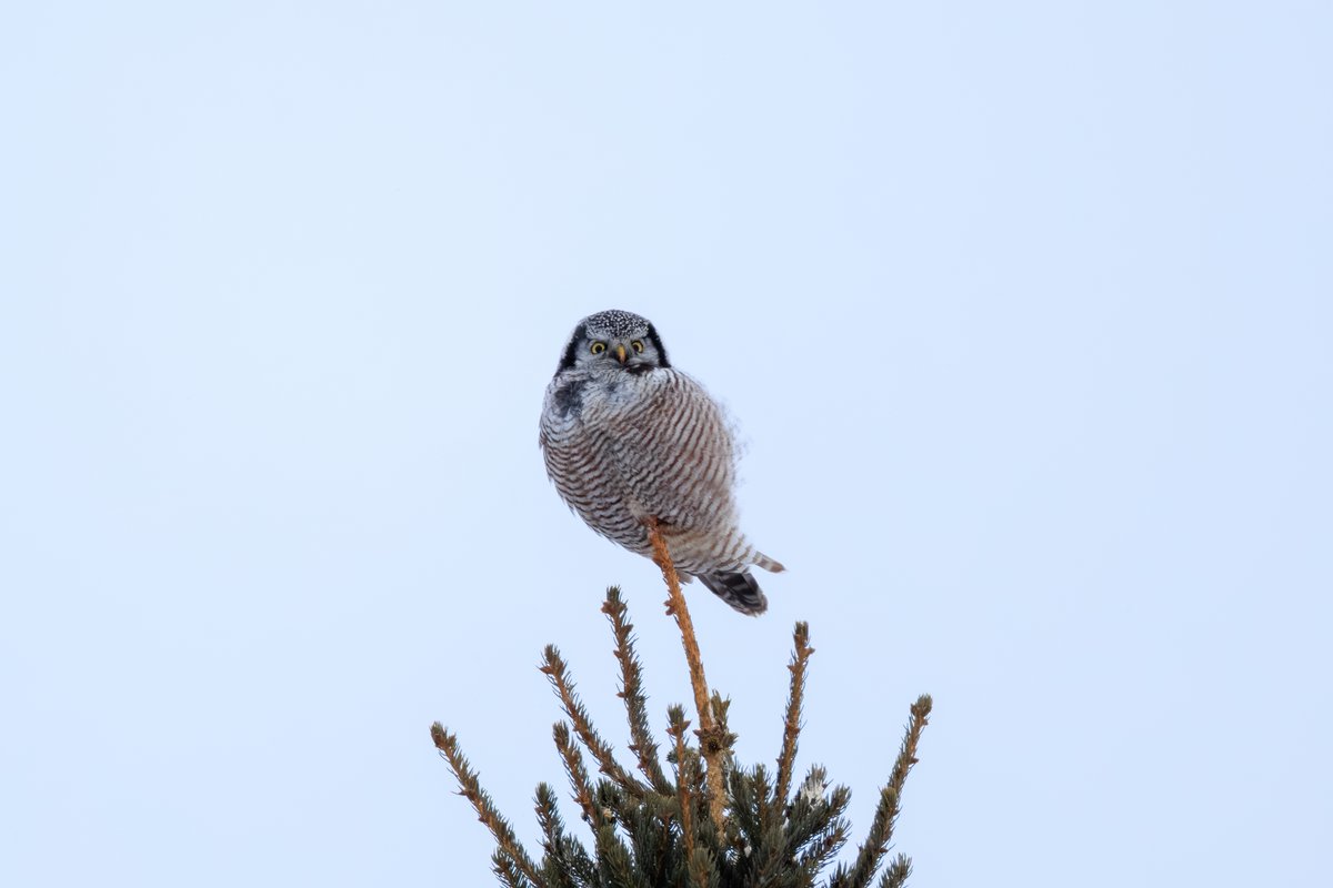 Northern Hawk-Owl