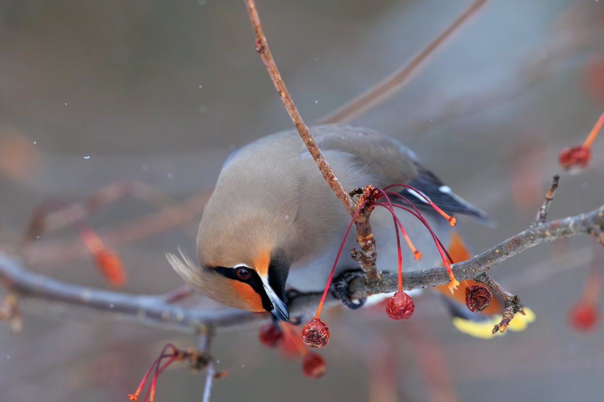 Bohemian Waxwing