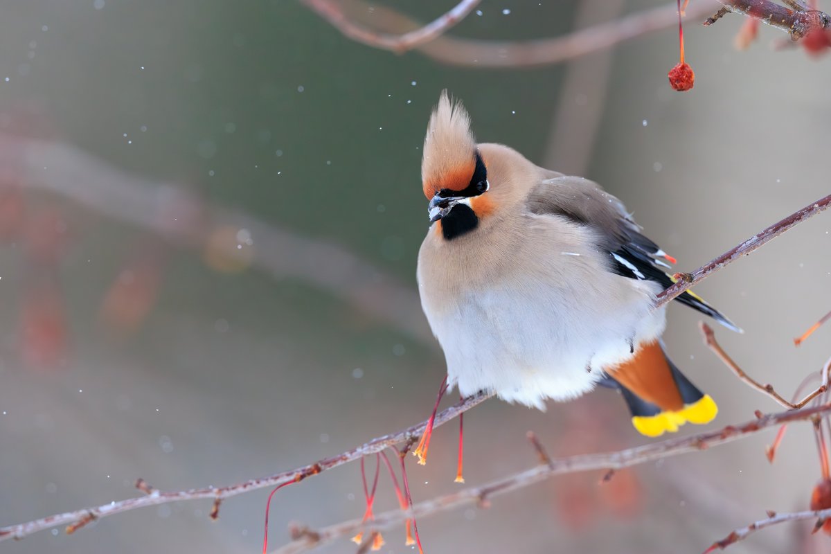 Bohemian Waxwing