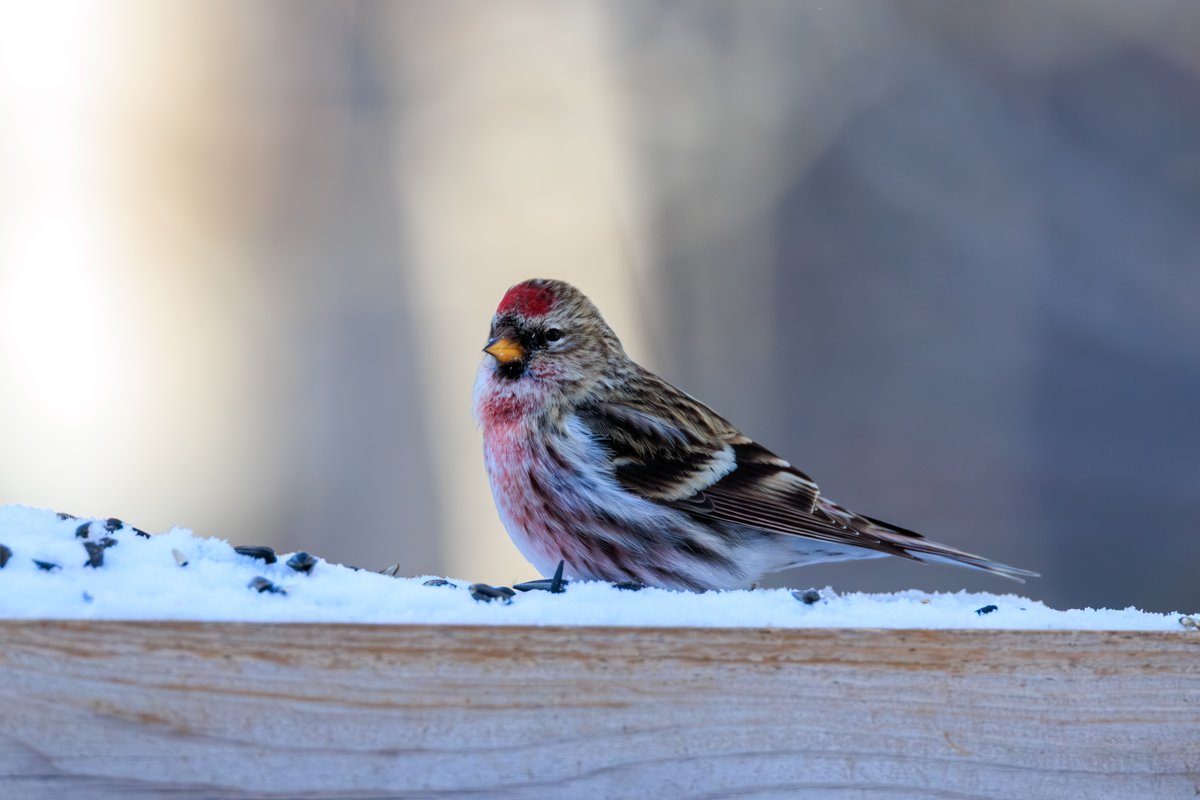 Common Redpoll