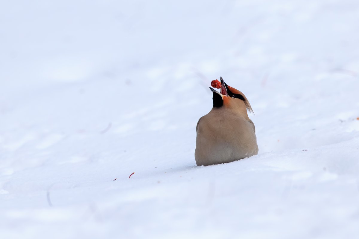 Bohemian Waxwing