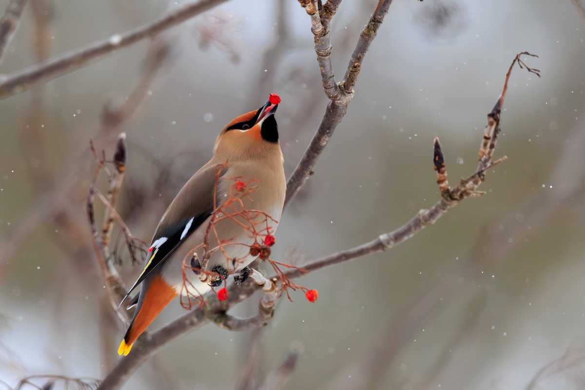 Bohemian Waxwing