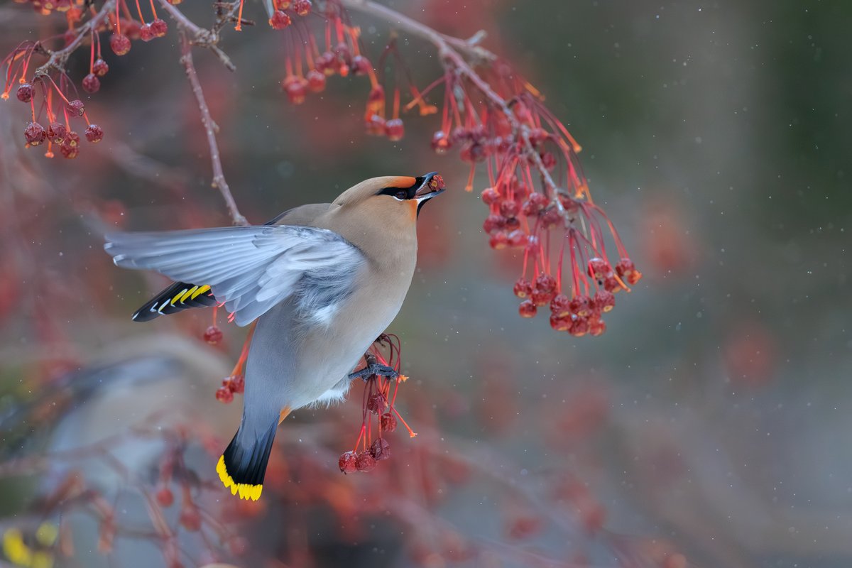Bohemian Waxwing