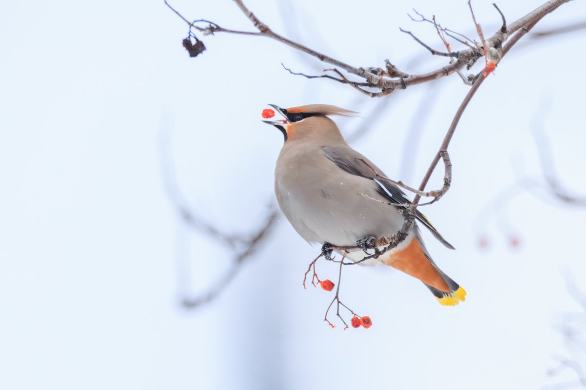 Bohemian Waxwing