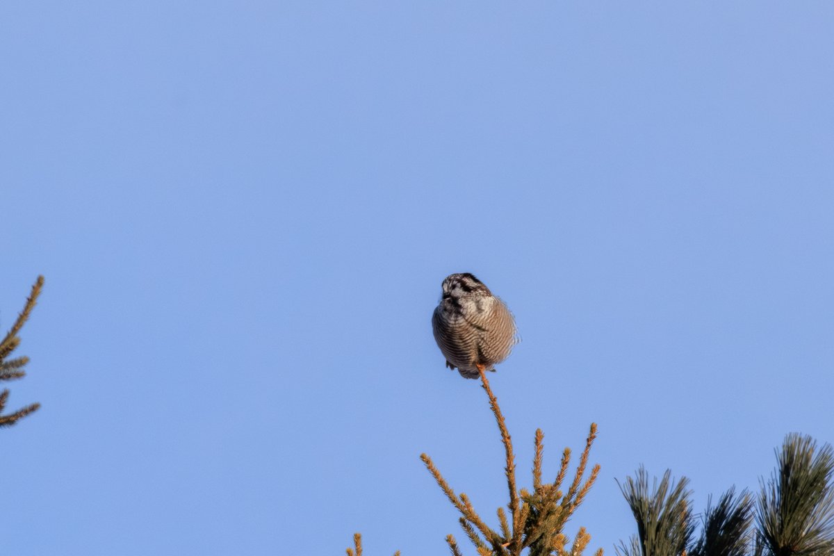 Northern Hawk Owl