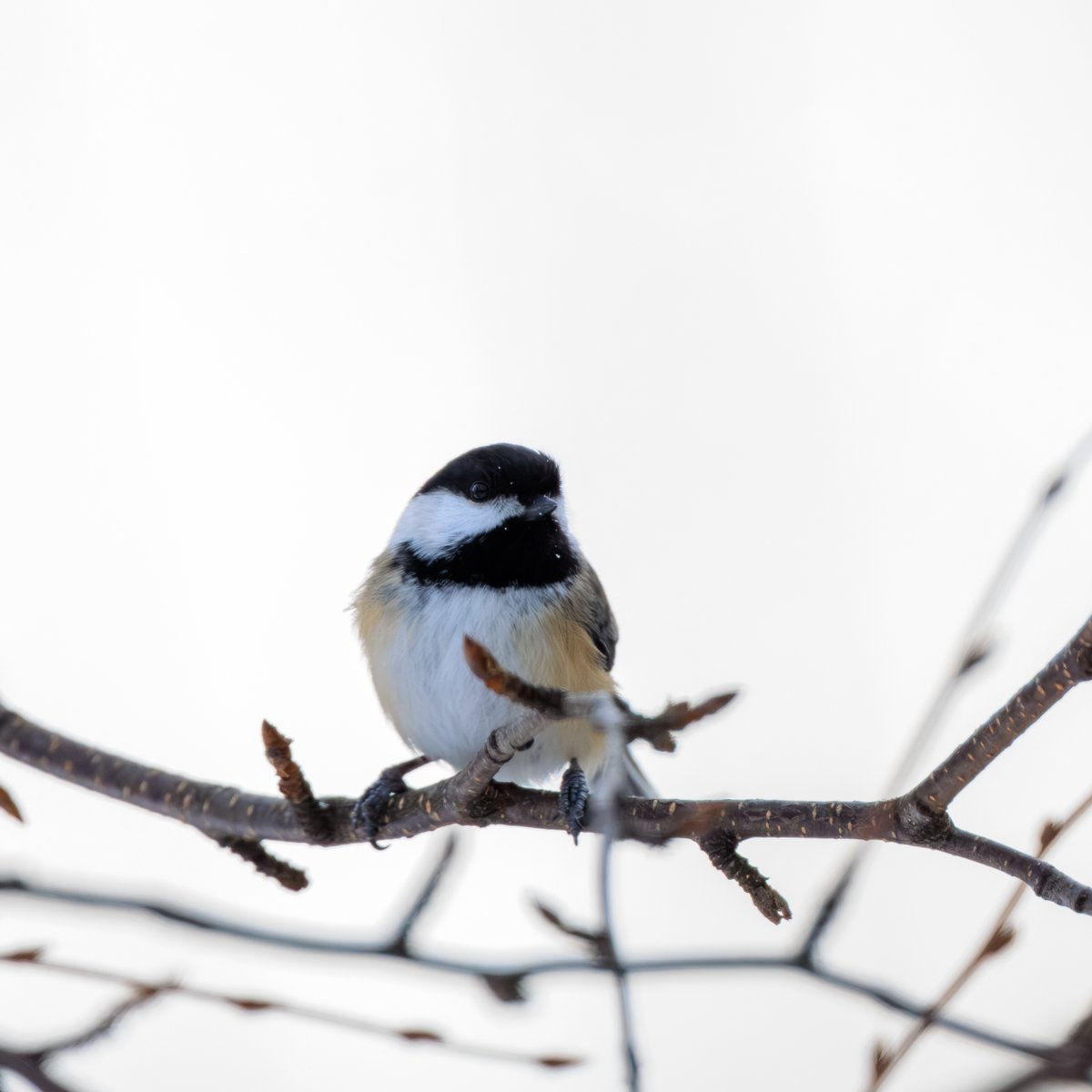 Black-capped Chickadee