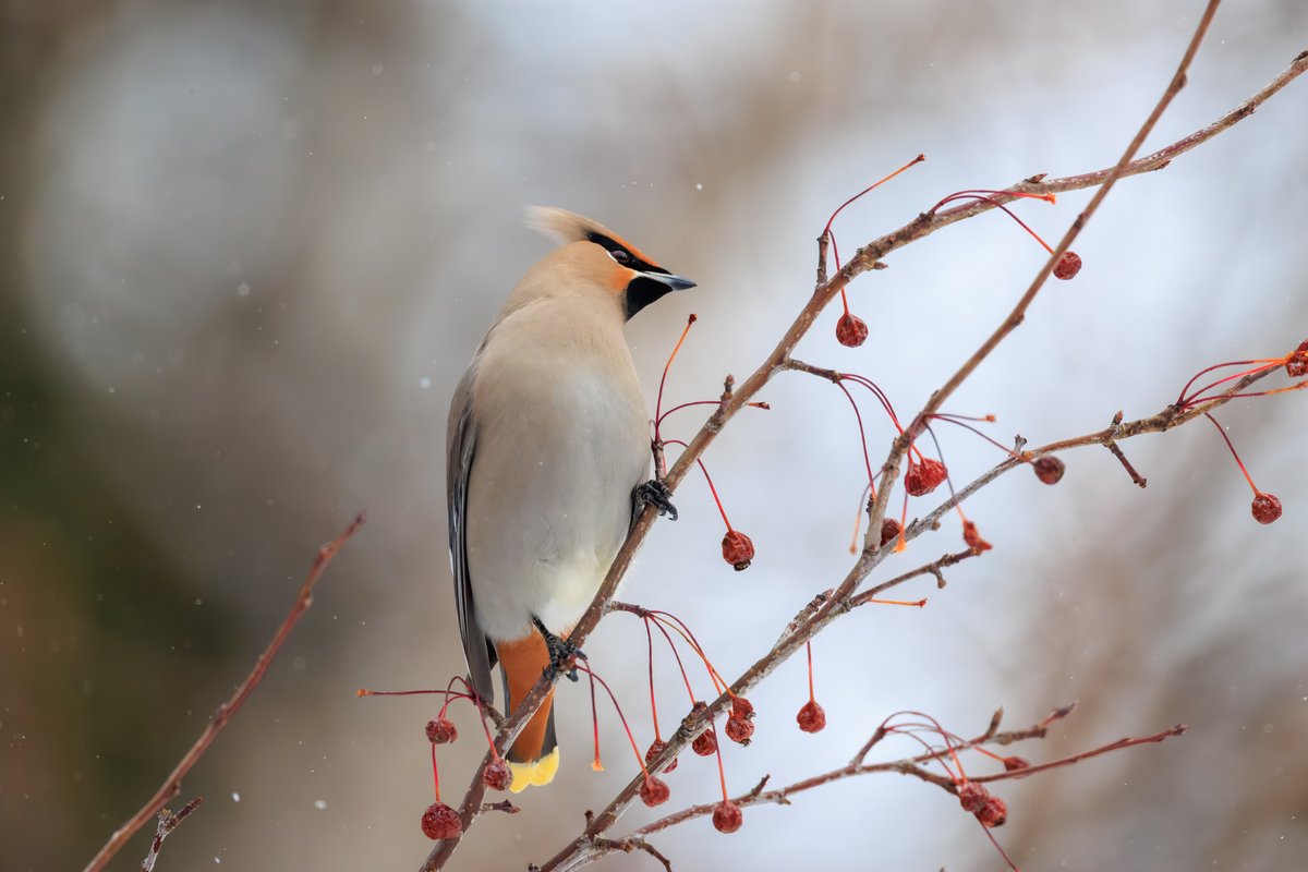 Bohemian Waxwing