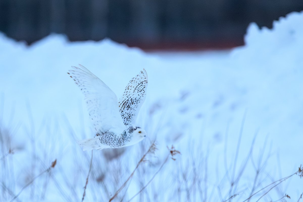 Snowy Owl