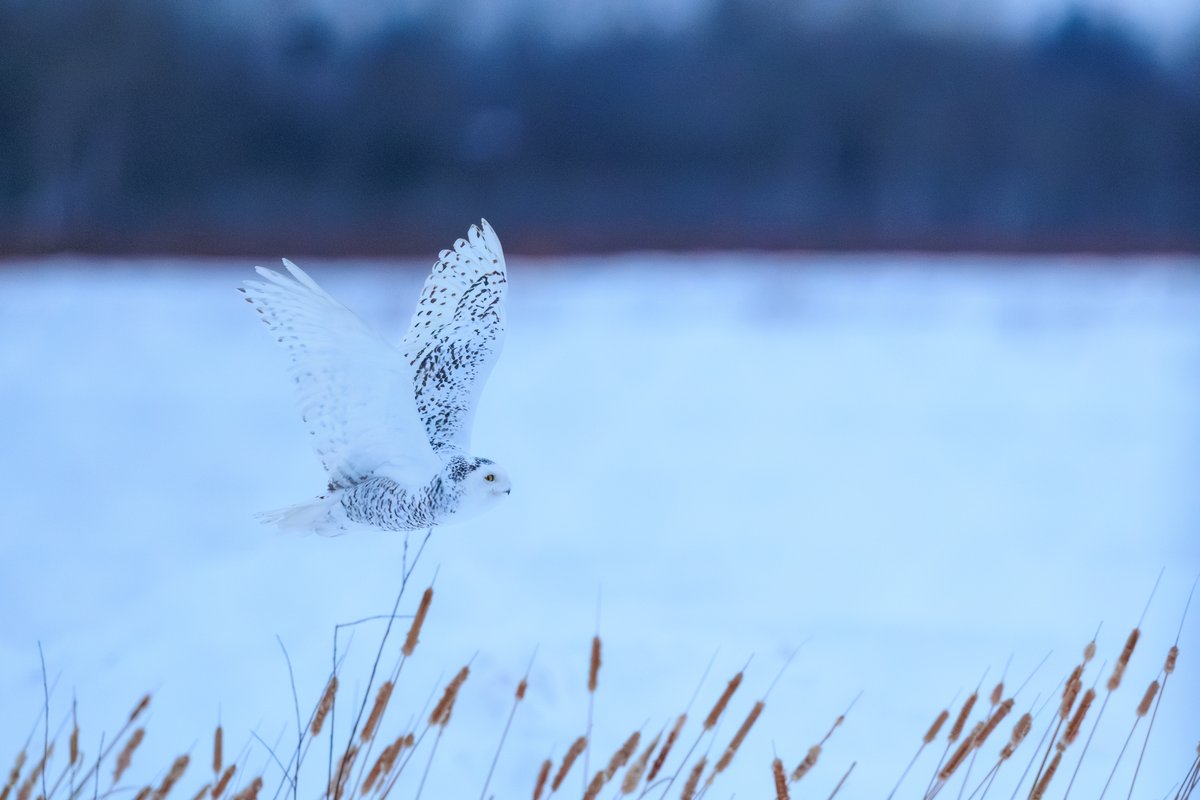 Snowy Owl