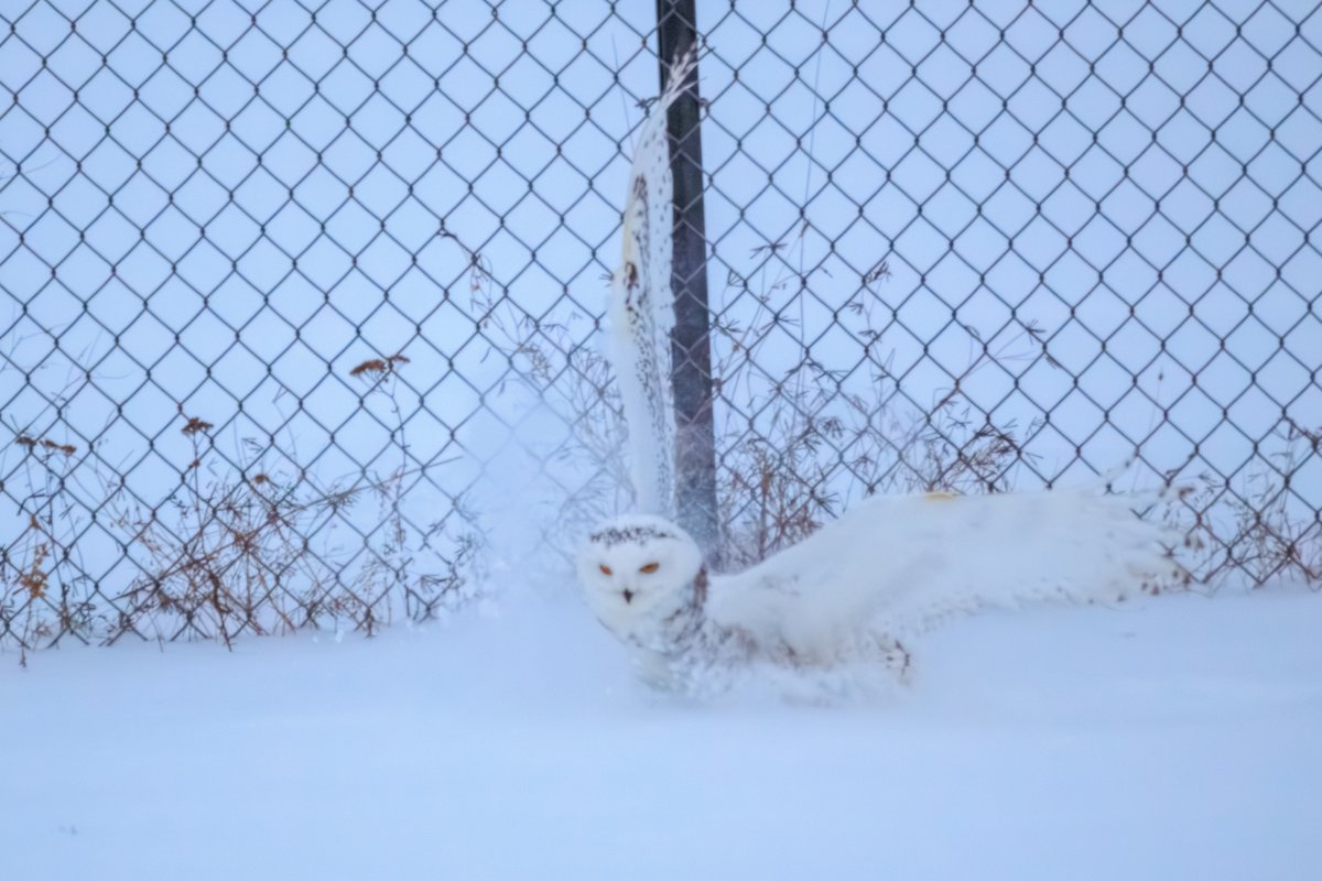 Snowy Owl