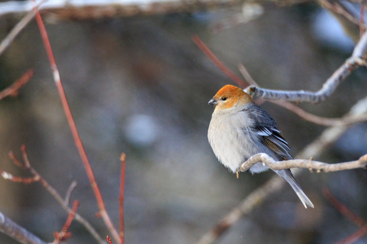 Pine Grosbeak