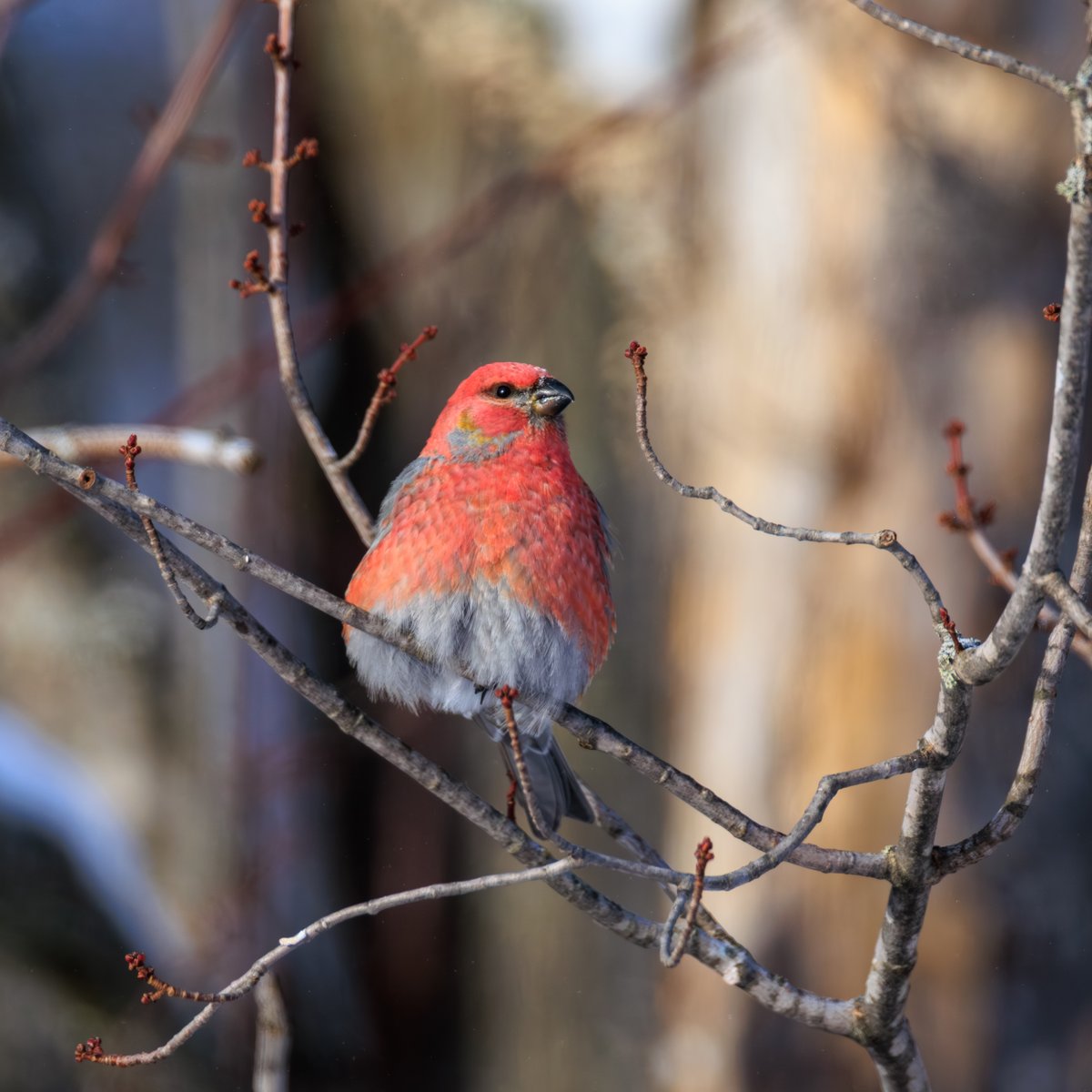 Pine Grosbeak