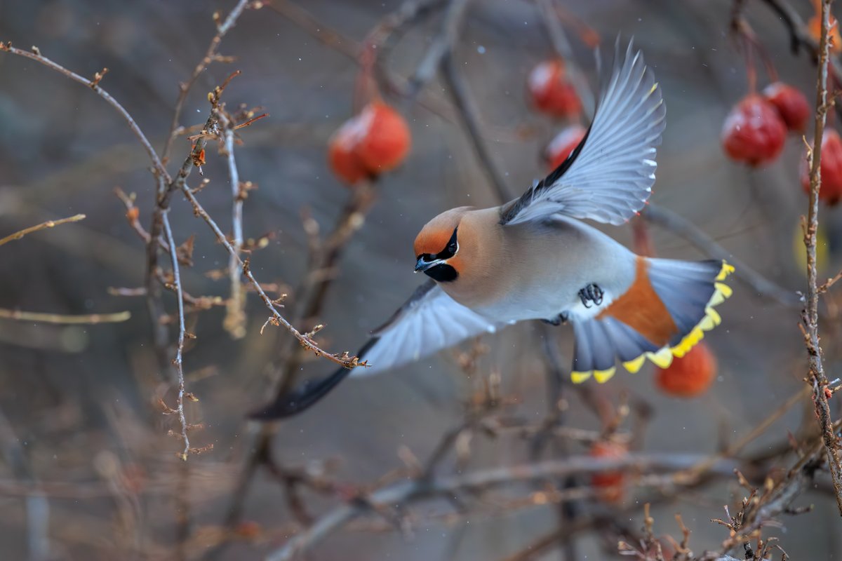 Bohemian Waxwing
