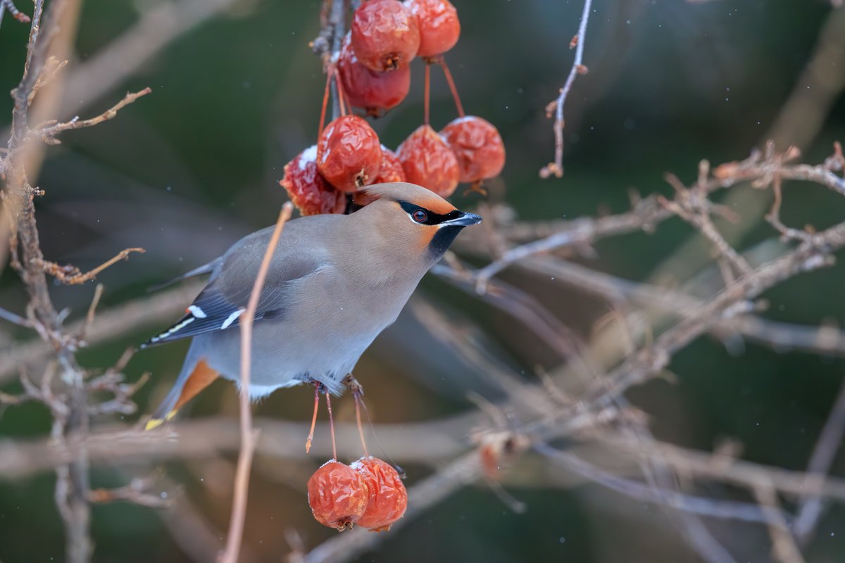 Bohemian Waxwing