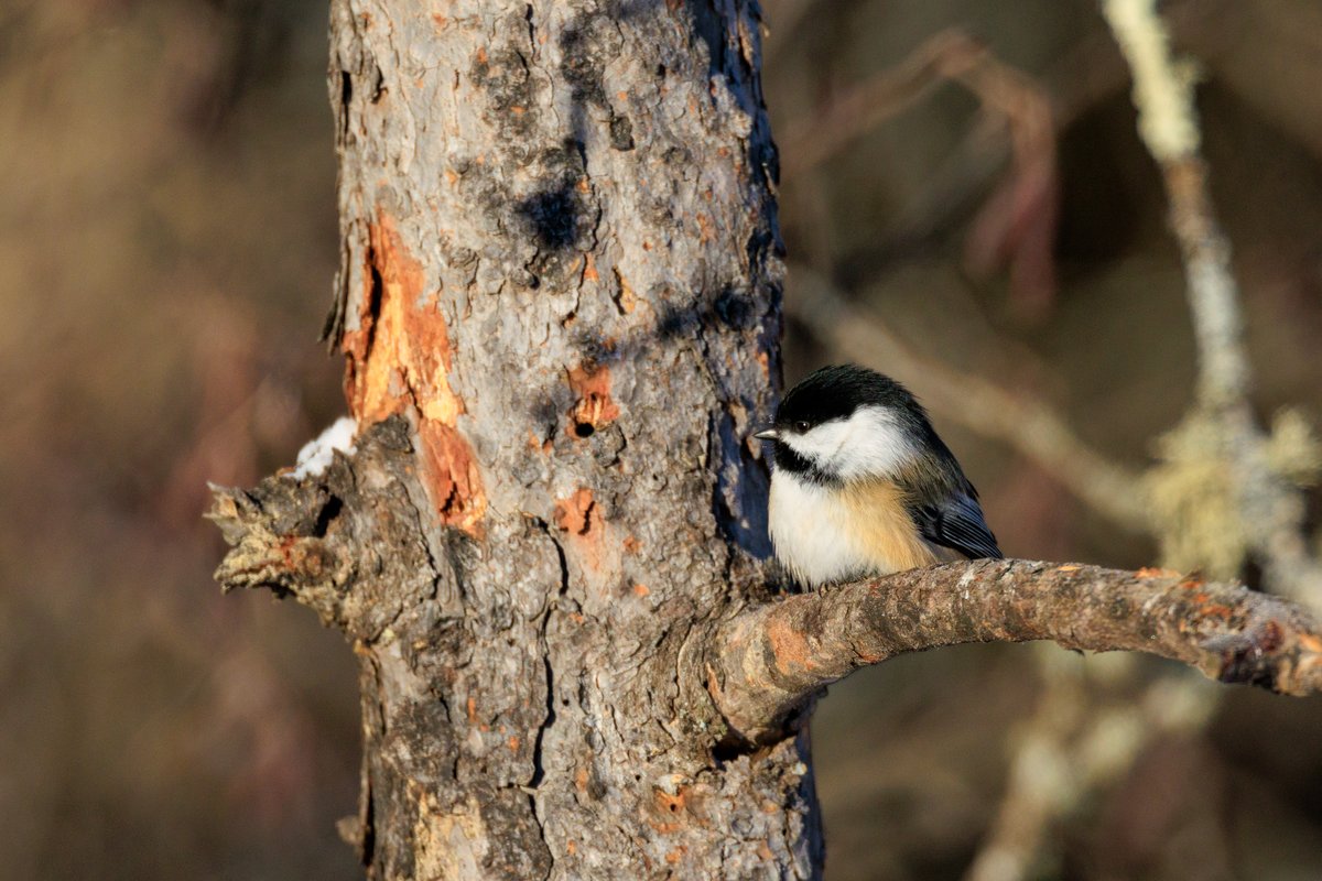 Black-capped Chickadee