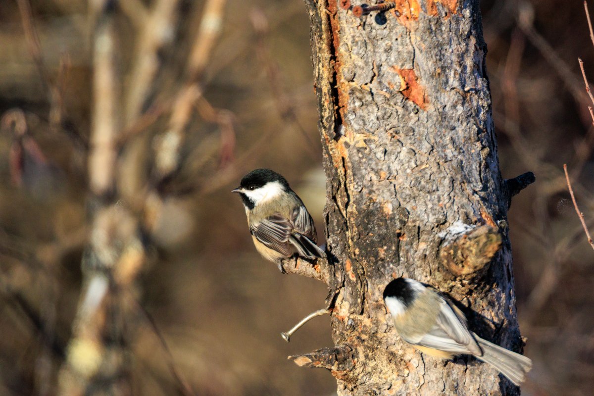 Black-capped Chickadee