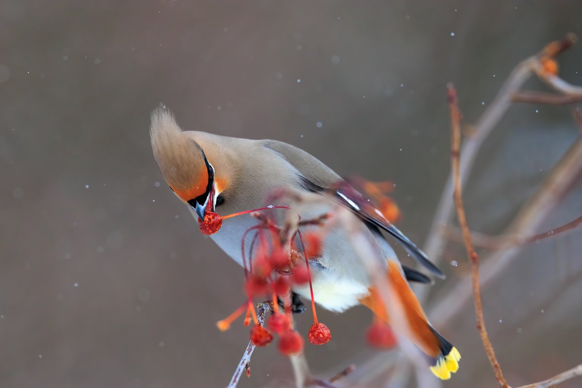 Bohemian Waxwing