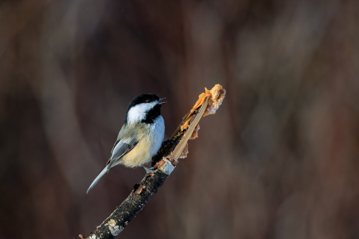 Black-capped Chickadee