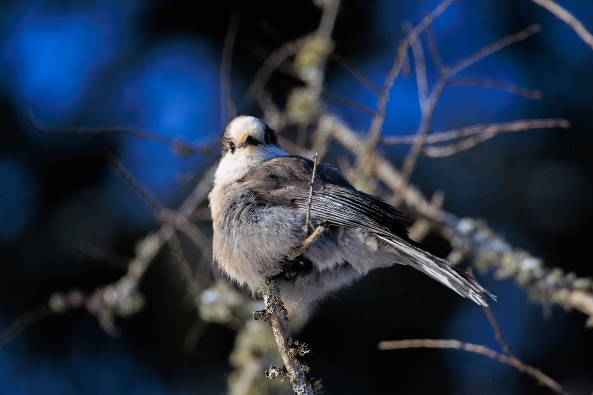 Canada Jay