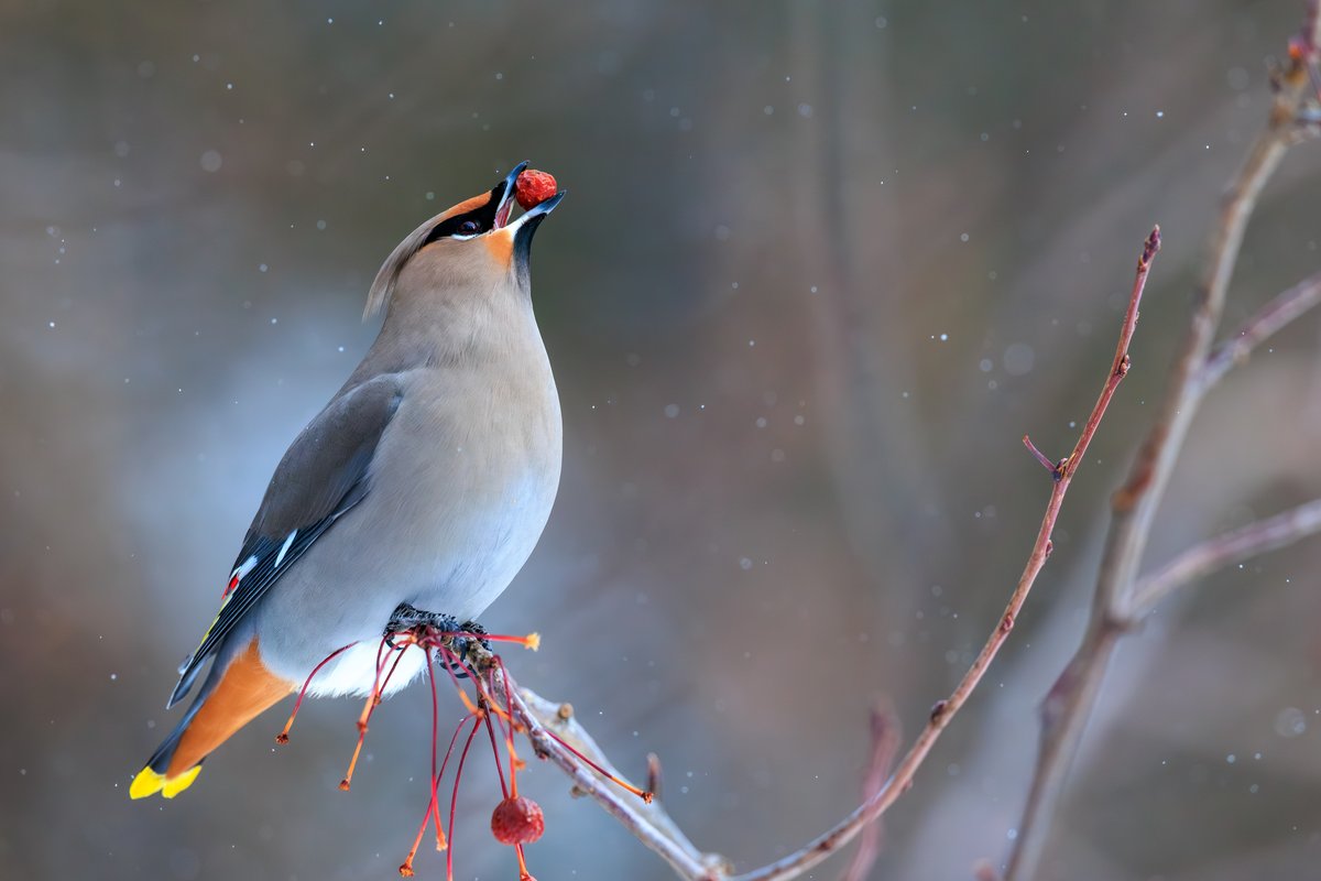 Bohemian Waxwing