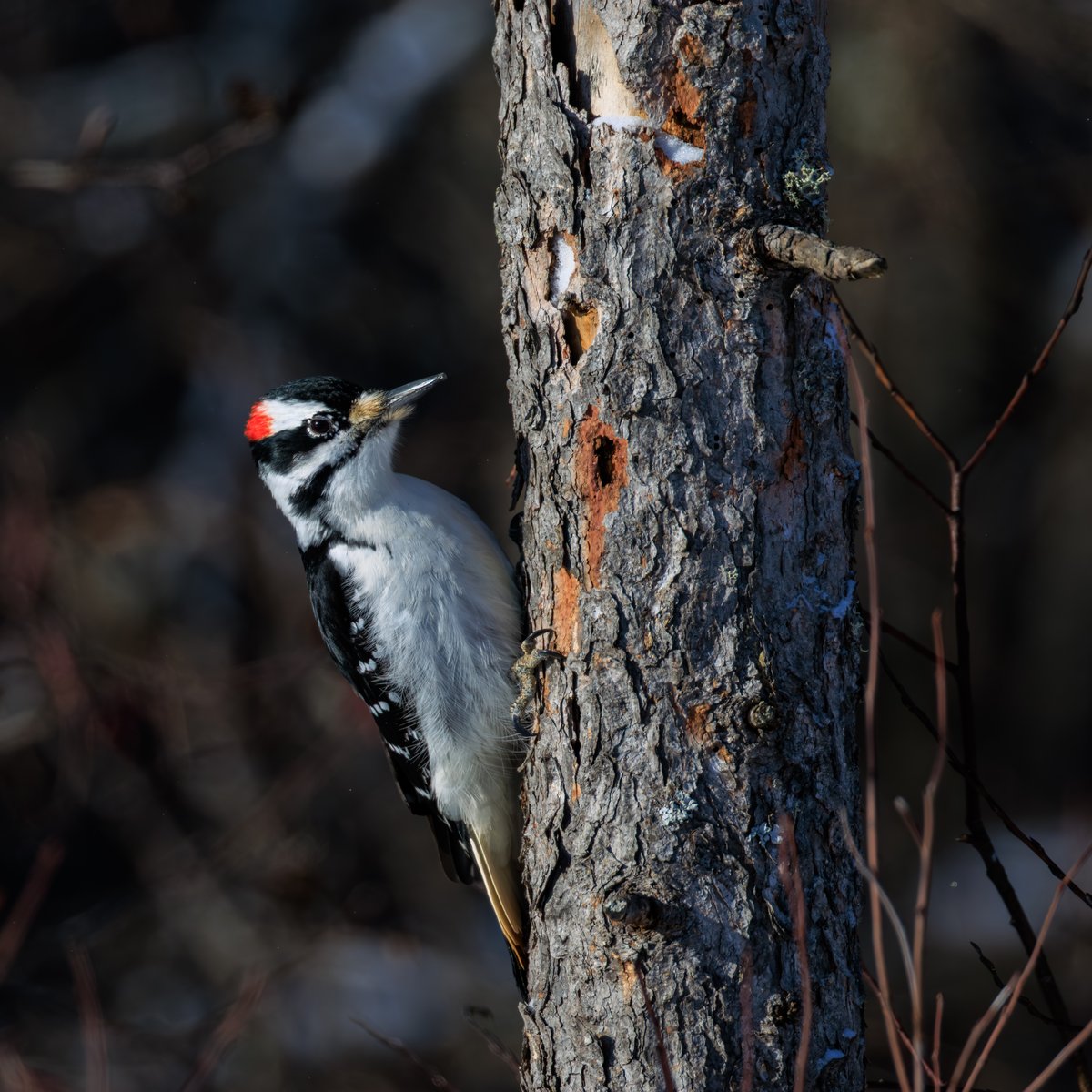 Downy Woodpecker