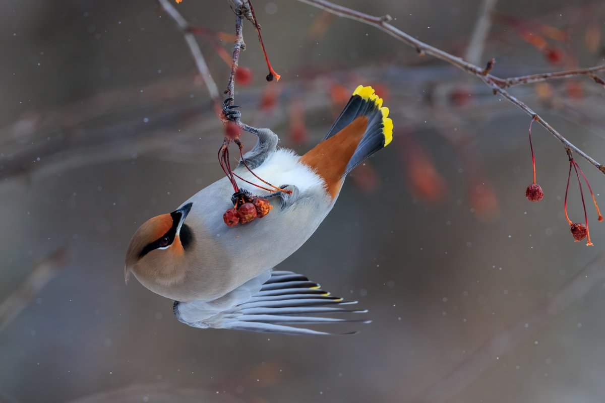 Bohemian Waxwing