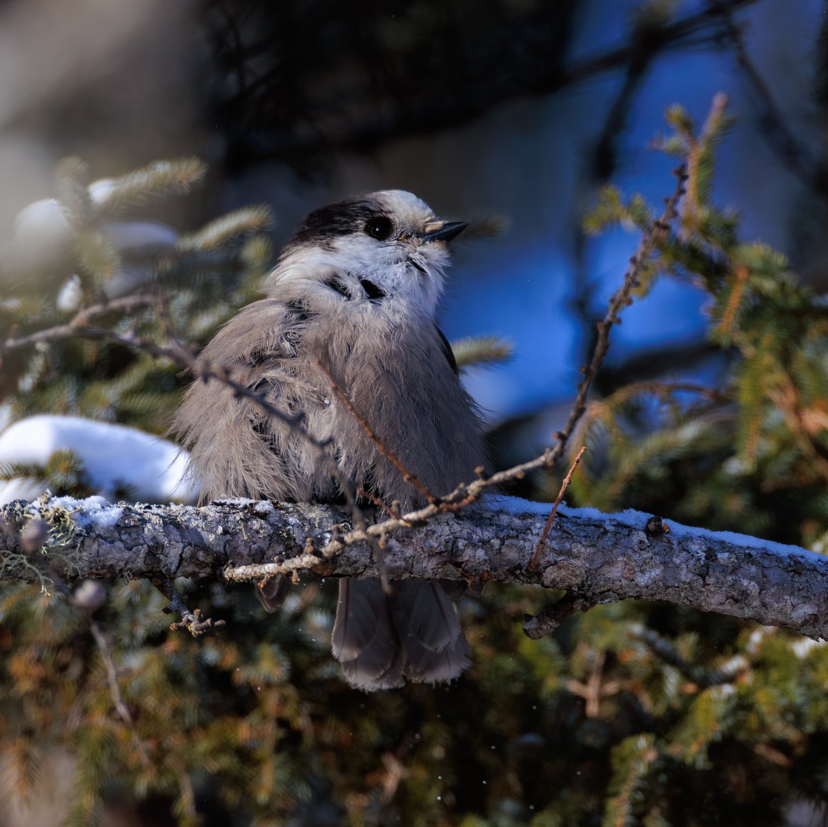Canada Jay