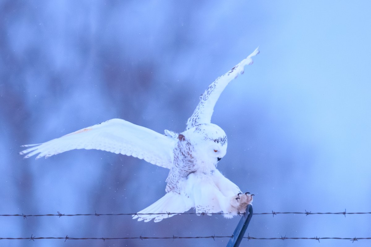 Snowy Owl