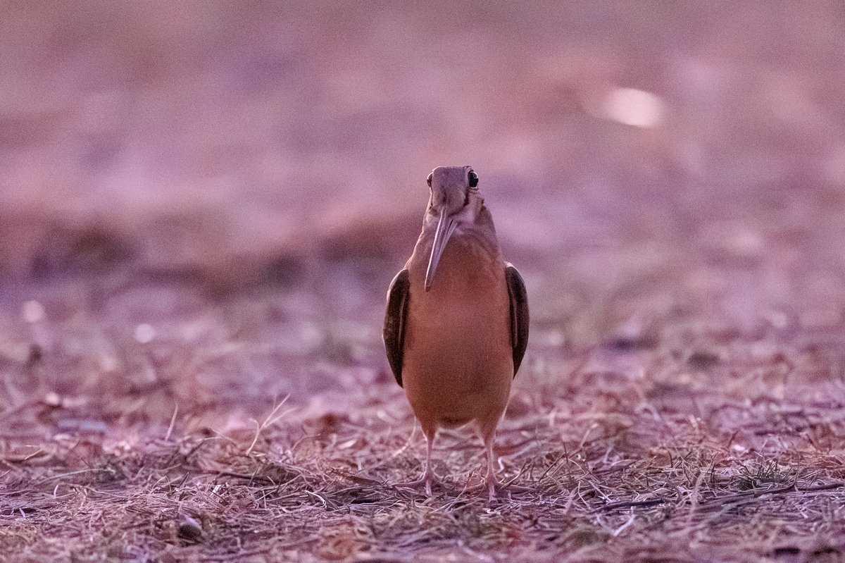 American Woodcock