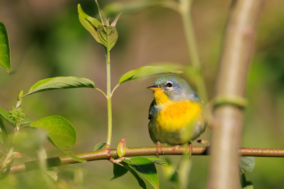 Northern Parula